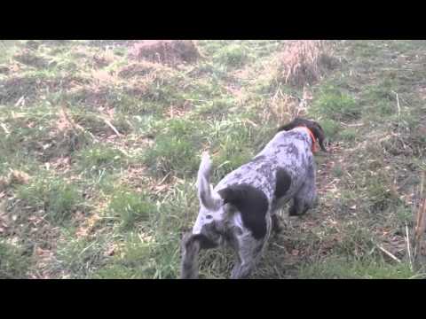 Duitse staande draadhaar