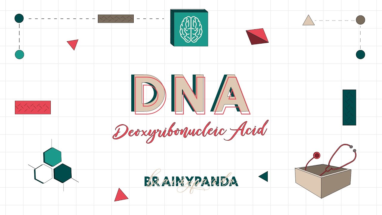 Struktur dan Fungsi DNA | Ilmu Biomedik Dasar | Brainy Panda