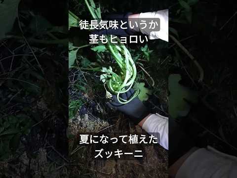 ズッキーニ 植物