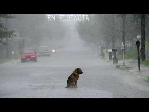 Em Fluência - Animais Abandonados (EP)