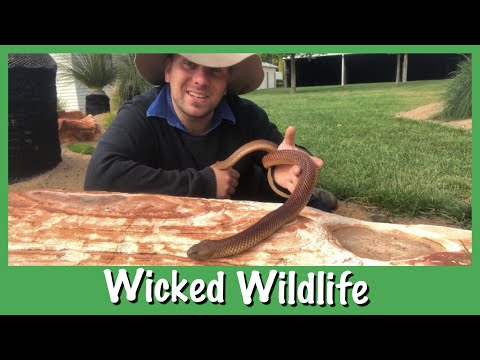 The King Brown Snake