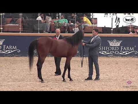 N 190 MABROOK NK   Belgian Nationals In Hand classes   Colts 3 Years Old Class 9
