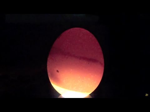 Bruteier aussortieren - Was passiert mit Eiern, die nichts werden?