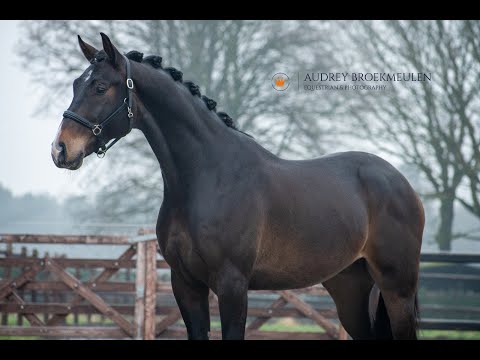 Indian Rock x Damon Hill