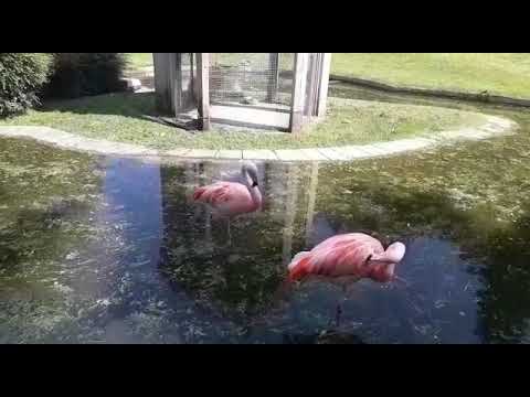 Dopo il lockdown ha riaperto Villa Pallavicino a Stresa