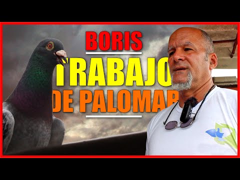 PALOMAR DE BORIS. Colombófilo de Santo Suárez.