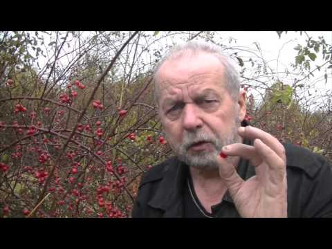 Odwołać do maski do włosów Olejek Ylang Ylang, aby umyć włosy