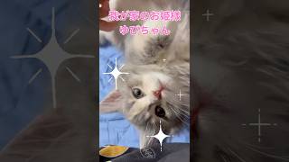 #ゆぴ　#ゆぴちゃん　#ねこ #ねこのいる生活 #ねこ動画 #サイベリアン