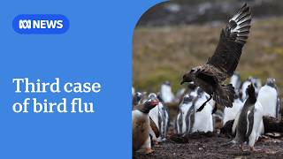 Third Australian case of H5 bird flu confirmed in SA, another suspected in WA | ABC NEWS