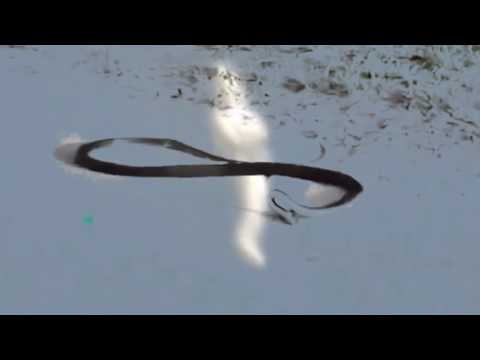 LXV — Partition EP