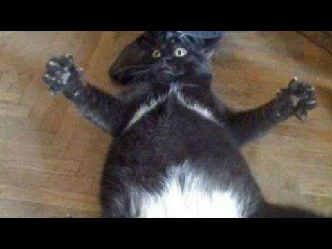 Funny CATS will make you LAUGH YOUR HEAD OFF - Funny Cats compilation