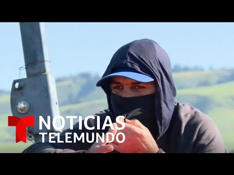 Campesinos sin papeles podrán trabajar sin ser detenidos | Noticias Telemundo