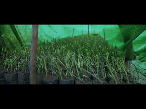 Rooted cuttings standard method