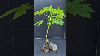 Download lagu #Mita'SGardeningTricks #Gardening #Garden #Agriculture #papaya mp3