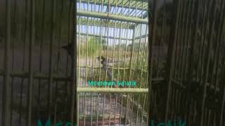Download lagu Masteran gelatik batu istimewah #shortsvideo mp3 Download lagu Masteran gelatik batu istimewah #shortsvideo mp3