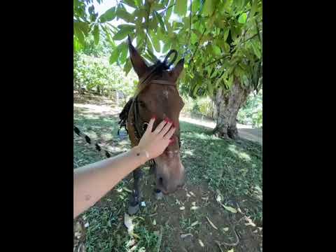 Ferme equestre d'écotourisme à Bahia, Brésil
