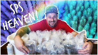 Huge Acropora Haul! Surprise Box of Monsoon Aquatics SPS Colonies!
