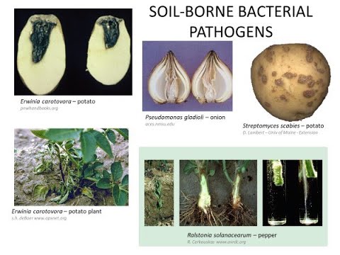 Managing Soilborne Pathogens Organically
