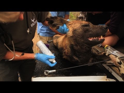 Amazing Rescue of an African Wild Dog