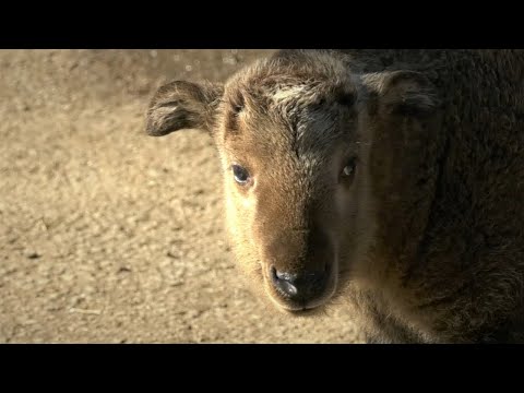 Wie süß! Seltenes Goldtakin-Baby im Zoo Dresden geboren