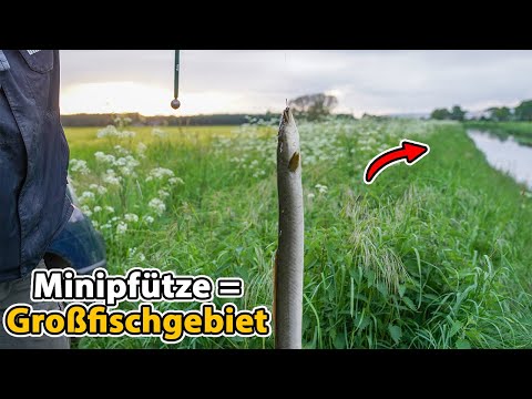 Impressive: Successful eel fishing in a small stream!