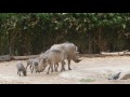 Who S Your Warthog Daddy