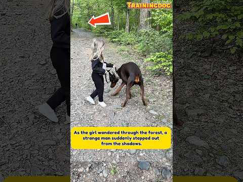 Doberman vs K9 Malinois — are they equals in protection? #dog #k9 #belgianmalinois #doberman