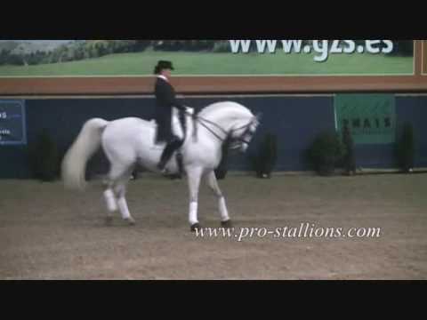 Dressage.... Do you have what it takes?