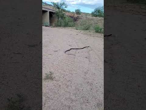 How fast is a Black racer snake!!! 🐍