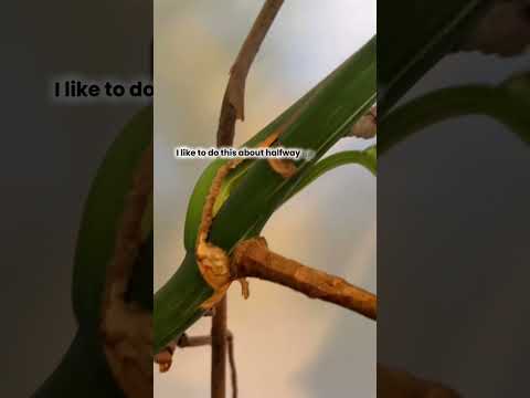 Make your MONSTERA Bushy #monstera #houseplants #plantcare