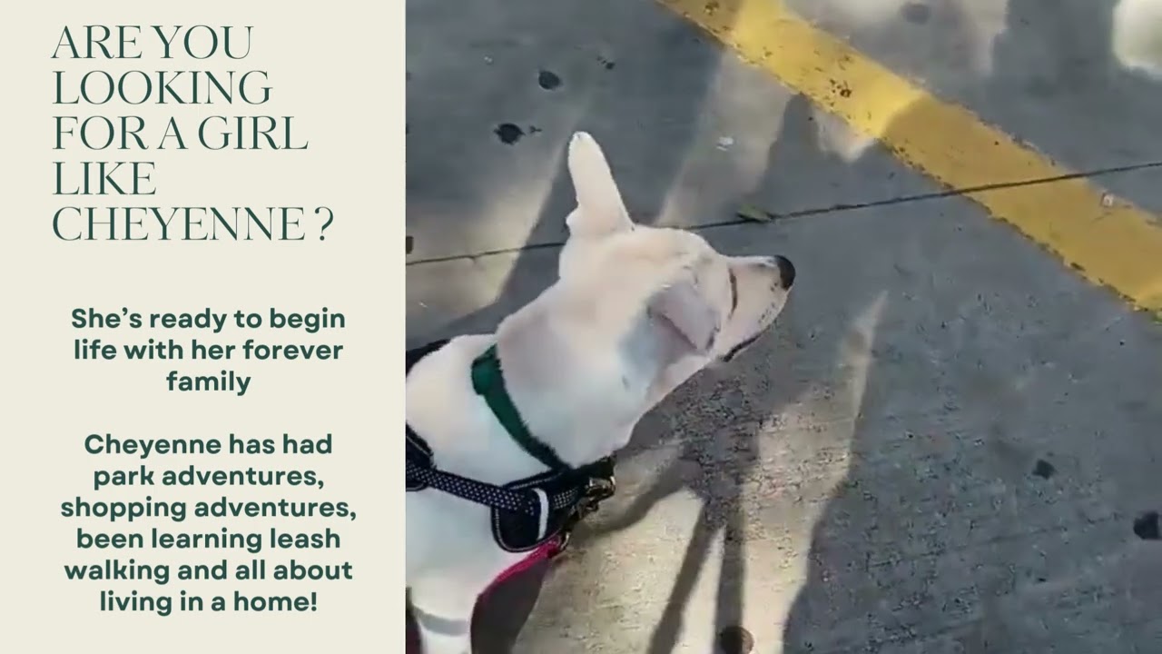 Enlarge Cheyenne, a Adoptable mixed breed in Mount Holly, NJ video 2/6