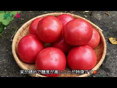 トマト（紹介）｜JAめぐみの×美・デザイン＆医療事務コース　産学連携授業作成動画｜中部学院大学・中部学院大学短期大学部