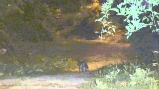 preview picture of video 'Rencontre avec un couple de renards à Athis-Mons'