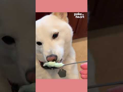 Dog Licks Lime Sherbet Off Spoon