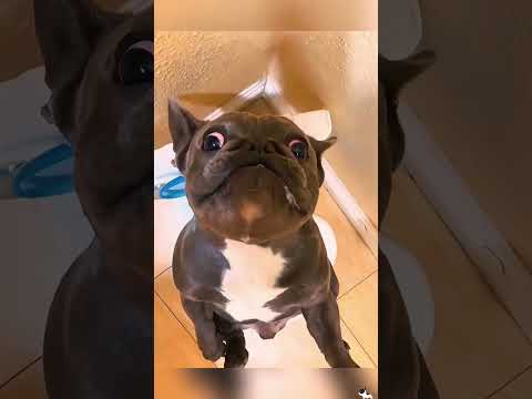 Funny and cute dogs compilation#funnydogs#cute#doglover#doglife#cure#dogshorts#pet#doglife