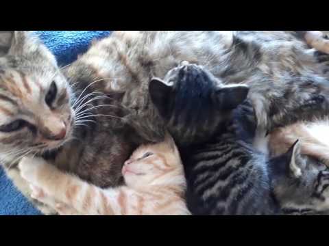 Why does mother cats clean their kittens?