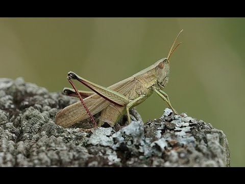 Makro Workshop Teil 1/3