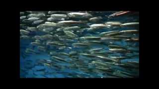 *47-Homeschool Fieldtrip To The Monterey Bay Aquarium