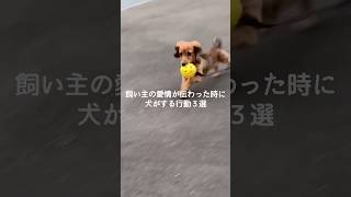 飼い主の愛情が伝わった時に犬がする行動3選 #犬 #いぬ #いぬのきもち #いぬのいる生活 #犬のいる暮らし #犬のいる生活 #愛犬 #犬との暮らし #犬好き #犬動画 VOICEVOX:ずんだもん