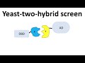 Yeast-two-hybrid screen (Y2H)