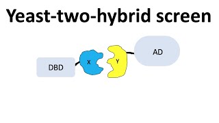 Yeast-two-hybrid screen (Y2H)