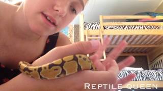 A NEW REPTILE! | Reptile Queen |