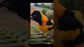 Download lagu Singing bird 😍😍Campo troupial or Venezuelan troupial #birds #birdssinging #birdsounds #wildbirdlife mp3
