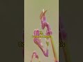 5 of the Most Amazing-Looking Mantis Species 😲 | Crazy Facts | Amazing Facts | Cute Animal Facts