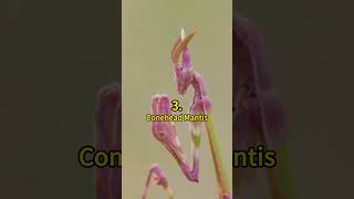 5 of the Most Amazing-Looking Mantis Species 😲 | Crazy Facts | Amazing Facts | Cute Animal Facts