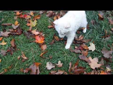 Michaabikizi 8 week old Samsky (Samoyed x Siberian Husky) first moments home