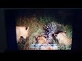 Really Wild Animals The Academy Of Cat Etiquette