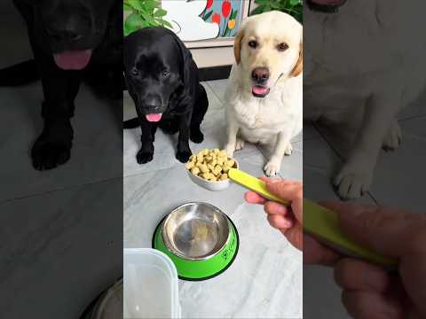 padrone gli dà un cibo così strano che Tommy si rifiuta di mangiarlo! 😂🦷🍽️🐶