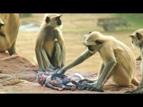 Małpka-szpieg wzięta za nieżywe małpiątko i opłakiwana przez stado | Szpiedzy wśród zwierząt