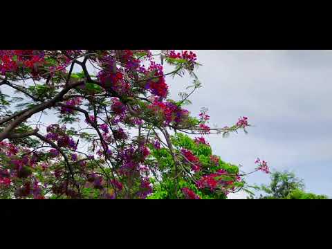 Laidil tu loco ( que importa (oficial video) )